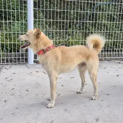 김천시 옅은 황색 믹스견 수컷