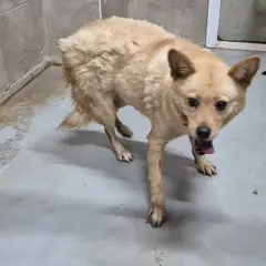 김천시 갈색 믹스견 암컷