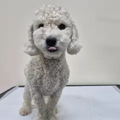 김천시 흰색 푸들 수컷