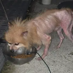 안동시 붉고 엷은 황갈색 포메라니안 수컷