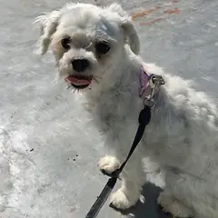 안동시 흰색 말티즈 암컷