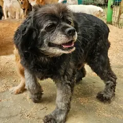안동시 검정색 코카 스파니엘 수컷