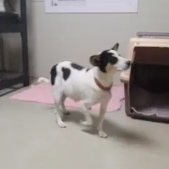 안동시 검정 황갈색&흰색 믹스견 암컷