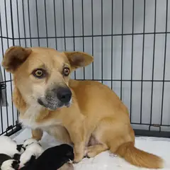 구미시 갈색 믹스견 암컷