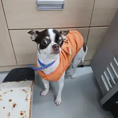 구미시 갈색&흰색 치와와 수컷