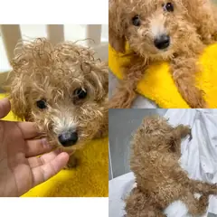 구미시 갈색 푸들 수컷