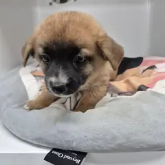 구미시 갈색 믹스견 수컷
