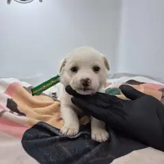구미시 흰색 믹스견 암컷