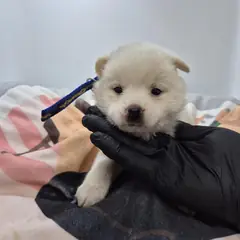 구미시 흰색 믹스견 암컷