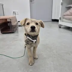 구미시 옅은 황색 믹스견 암컷