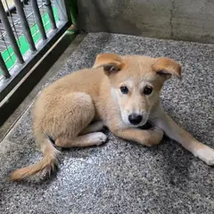영주시 엷은 황갈색&흰색 믹스견 암컷