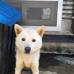영주시 옅은 황색 믹스견 수컷