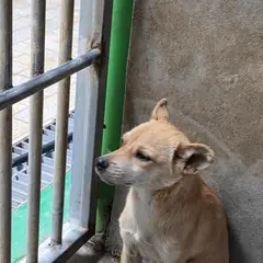 영주시 황갈색 믹스견 수컷