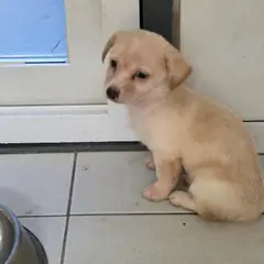 영주시 옅은 황색 믹스견 수컷