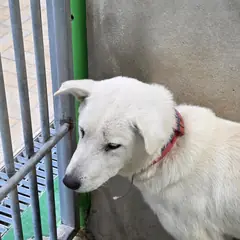 영주시 흰색 믹스견 수컷