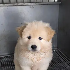 영주시 크림색 믹스견 수컷