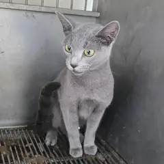 영주시 기타(진한 회색) 러시안 블루 성별 미상