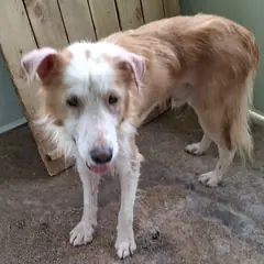 영천시 흰색&황갈색 믹스견 수컷