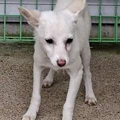 영천시 흰색 믹스견 암컷