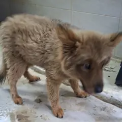 영천시 갈색 믹스견 수컷