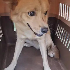 영천시 황갈색 믹스견 수컷