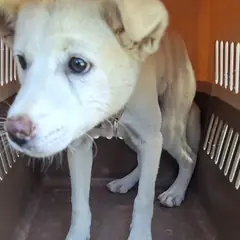 영천시 흰색 믹스견 암컷