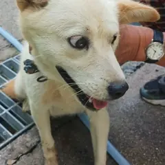 영천시 흰색 믹스견 암컷