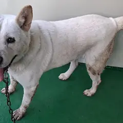 영천시 흰색 믹스견 암컷