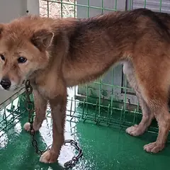 영천시 갈색 믹스견 수컷