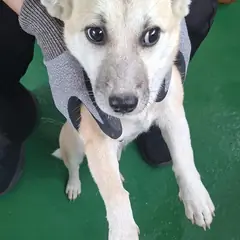 영천시 흰색 믹스견 암컷