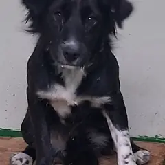 영천시 검정색 믹스견 암컷