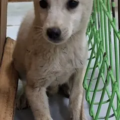 영천시 흰색 믹스견 암컷