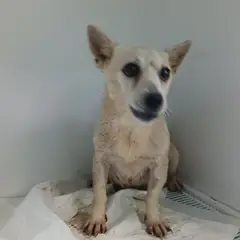 상주시 흰색 믹스견 암컷