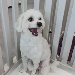 상주시 흰색 믹스견 수컷