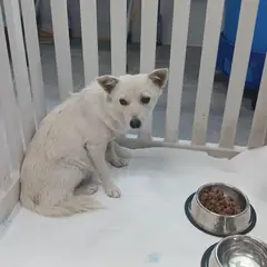 상주시 흰색 믹스견 암컷