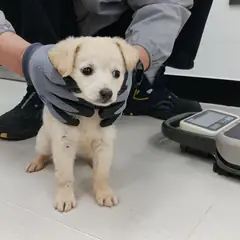상주시 흰색 믹스견 암컷