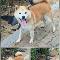 문경시 황갈색 시바 수컷