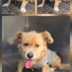문경시 황갈색 믹스견 수컷