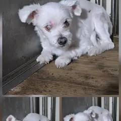 문경시 흰색 믹스견 암컷