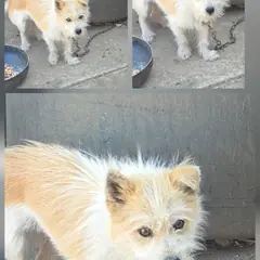 문경시 옅은 황색 믹스견 수컷