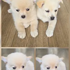 문경시 흰색 믹스견 수컷