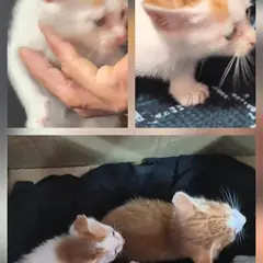 문경시 검은색흰색황토색조합 한국 고양이 암컷