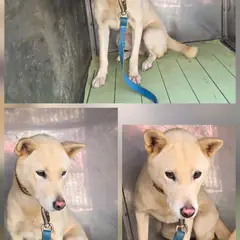 문경시 흰색 믹스견 암컷