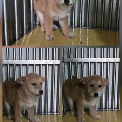 문경시 황갈색 믹스견 암컷