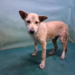 경산시 갈색 믹스견 암컷