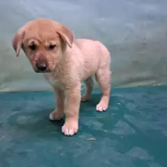 경산시 갈색 믹스견 암컷