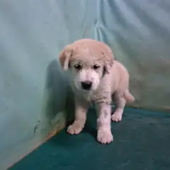 경산시 흰색 믹스견 수컷