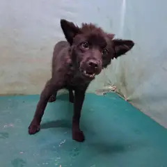 경산시 검정색 믹스견 암컷