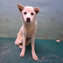 경산시 크림색 믹스견 암컷