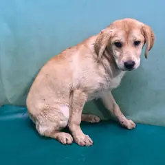 경산시 갈색 믹스견 암컷